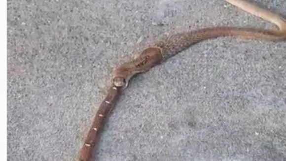 snake caught in Coimbatore
