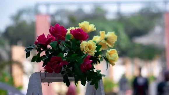 colorful roses