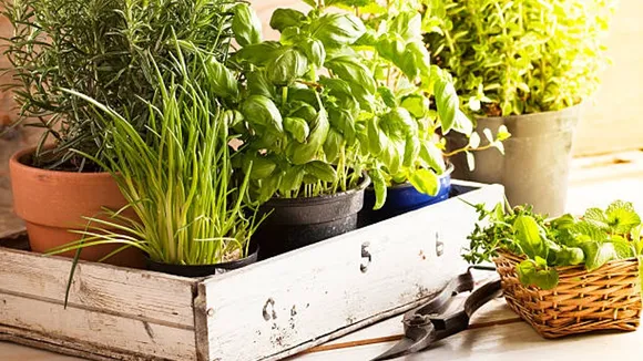 herbs