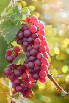 red grapes