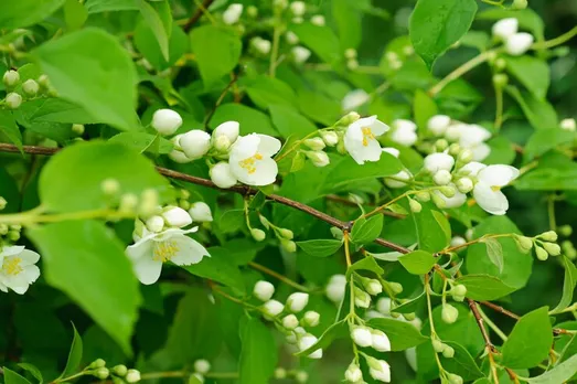 jasmine