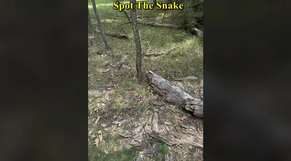 snake bald tree 1