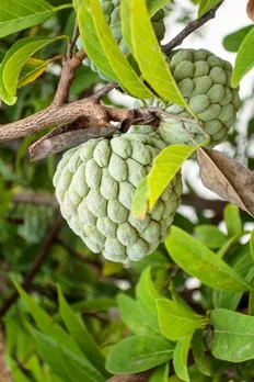 custard apple