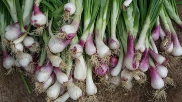 spring onion
