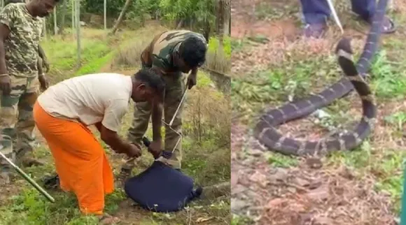  Coimbatore 12 feet king cobra caught near Mettupalayam 