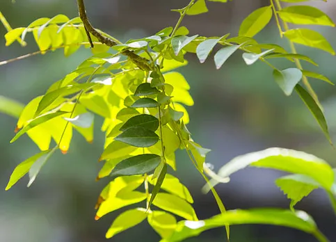curry leaves