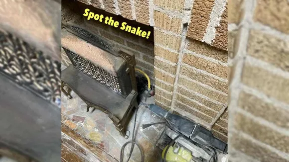 spot the snake