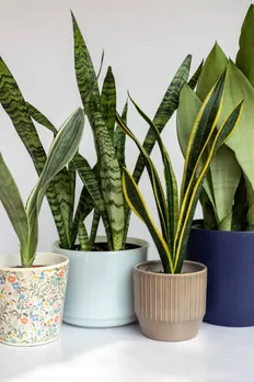 house plants