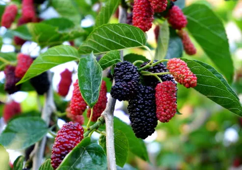 mulberry
