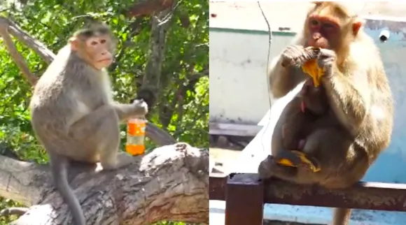 Coimbatore Velliangiri foothills monkeys eating fruits, drinking bottle waters video Tamil News 