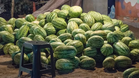 watermelon