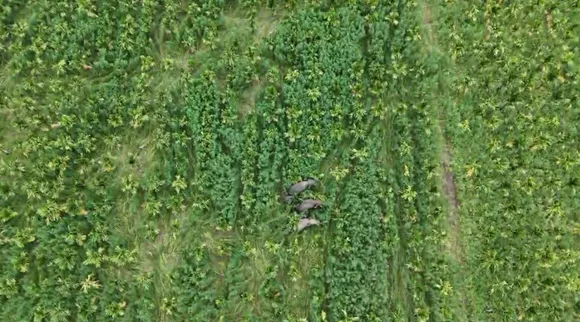 elephant viral
