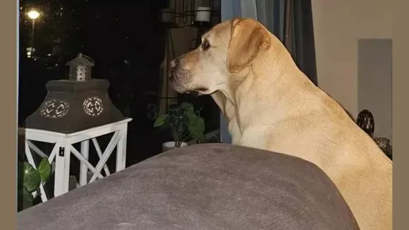 Dog 1 