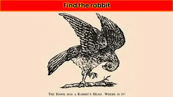 Rabbit 1 
