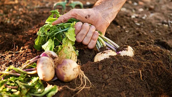 turnips