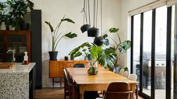 house plants