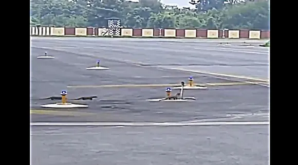 Mangoose Snake fight