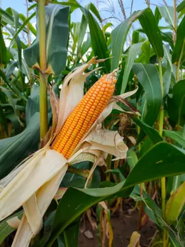 corn
