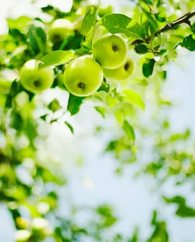 green apple