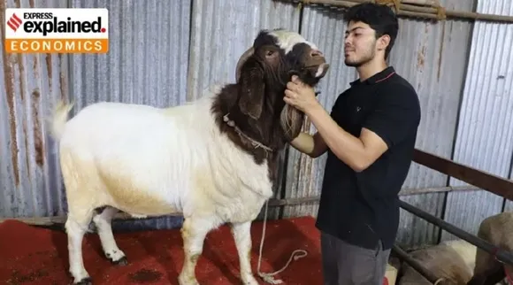 Goat Milk