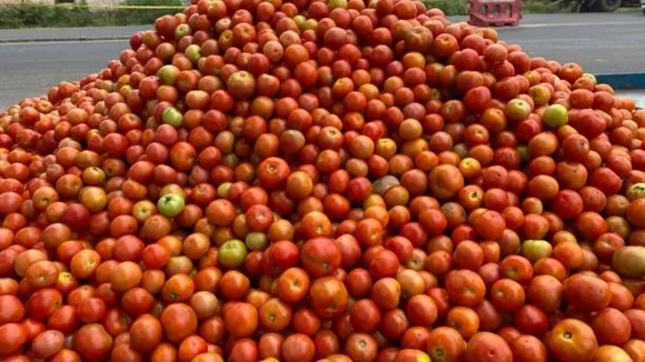 tomato