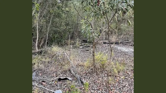 Snake optical illusion 1 