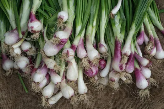 spring onion
