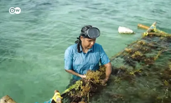 Seaweed