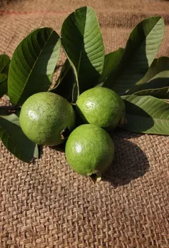 guava leaves