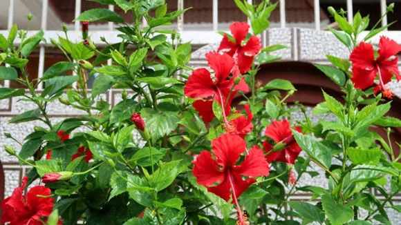 flower