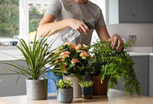 house plants