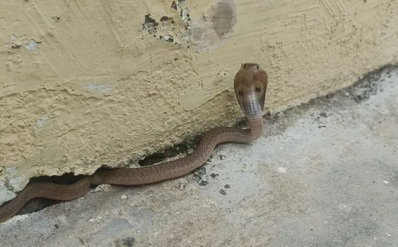 snake cuddalore