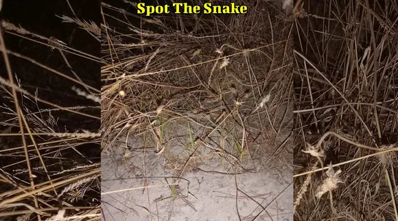 A Snake 1 