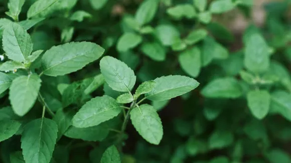 tulsi
