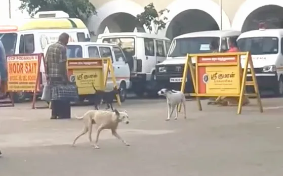 Stray dogs coimbatore