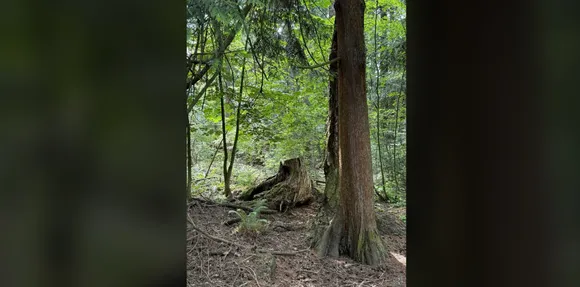 wood pecker 1