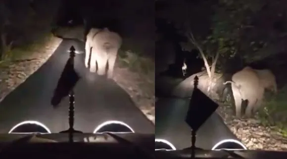 Coimbatore wild elephant driven away by AIADMK Cadre using high beam lights fined RS 1 lakh Tamil News 