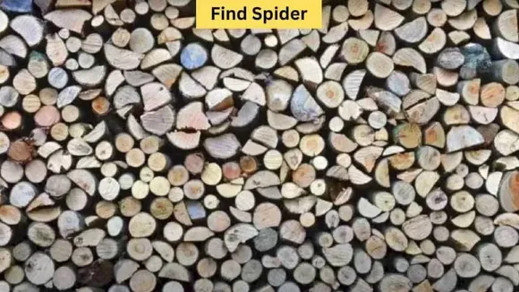 Spider I