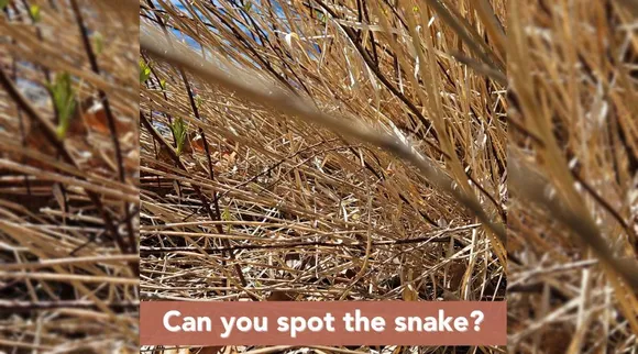 A Snake 1 