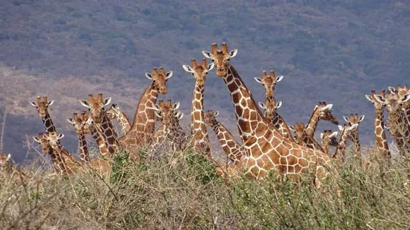 Giraffe 1