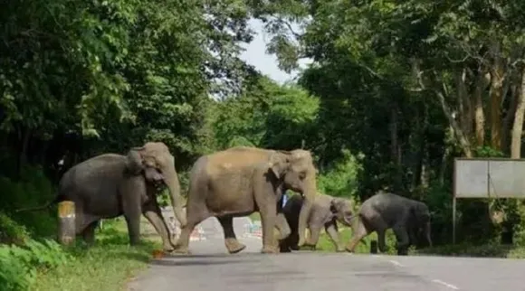 elephant