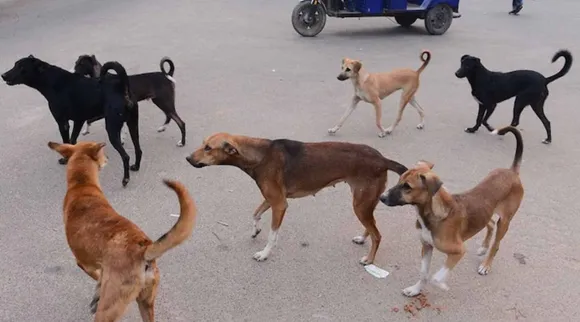 Stray do.jpg