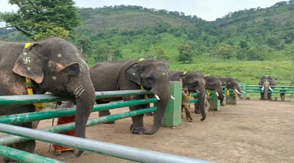elephant