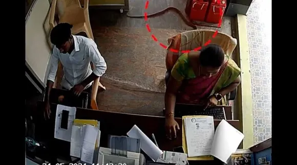 office snake