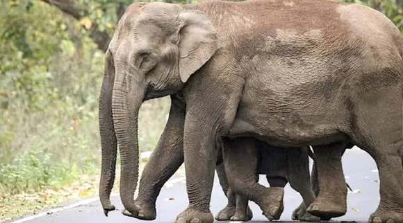 elephant data