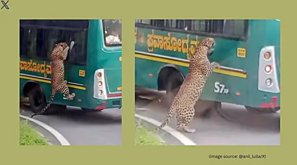Leopard jump into bus