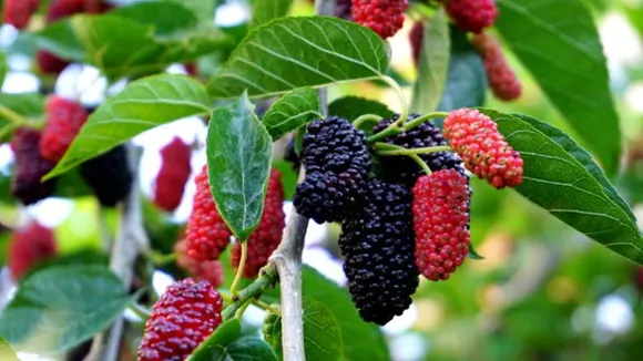 mulberry