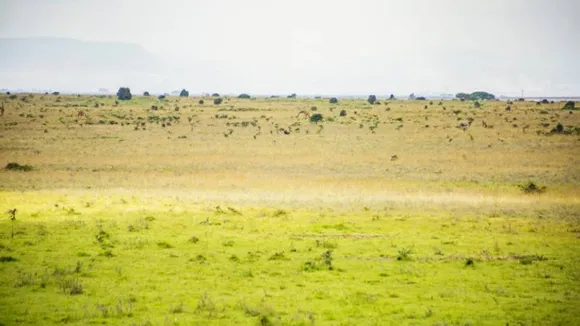 Spot the Rhino 1