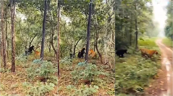 bear fight with tiger