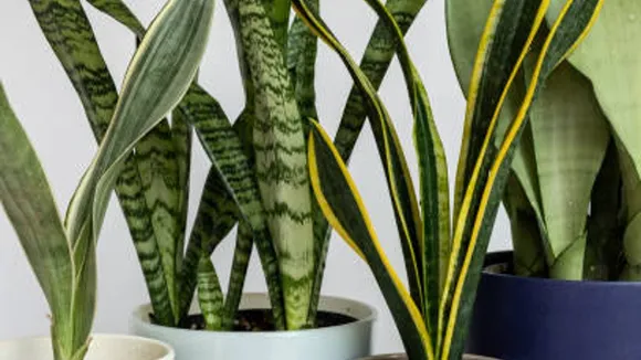 house plants